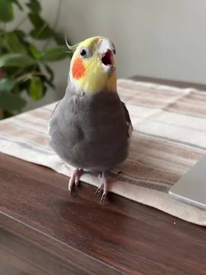 A post by @yumyumthetiel on TikTok caption: Dibbydooing is a lifestyle #cockatiel #parrot #bird #yumyumthetiel #parrotsoftiktok #cockatielsoftiktok 