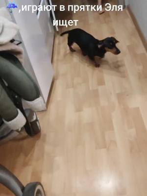 A post by @olgatemyashova on TikTok caption: # Играют в прятки#Собака 🐕‍🦺 Эля