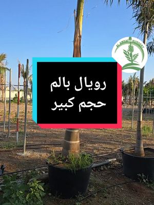 A post by @alawsaf_nursery on TikTok caption: الحمدلله 