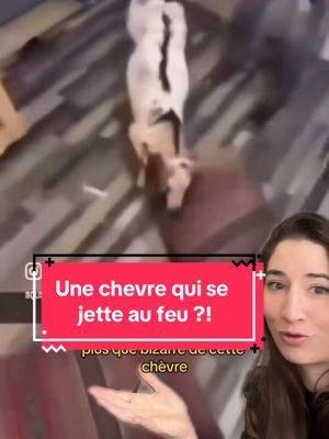 A post by @animalsinterest on TikTok caption: J'espère que vous avez appris des choses ❤️ . Merci à pauline de @Etho_Diversite Pauline GARCIA d'avoir eu la gentillesse de nous faire part de ses hypothèses ! N'hésitez pas à aller la suivre !!  . #animaux 