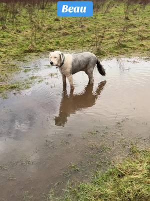 A post by @kezza1601 on TikTok caption: #beau #water #dirty #dog #oldenglishsheepdog #puddle anywhere there’s mud and water Beau is there 🤣🤣