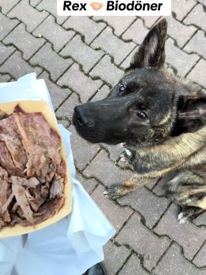 A post by @xeniahelenaa on TikTok caption: @biodoener nur das Beste vom Besten 🔥👀 #fy #döner #malinois 