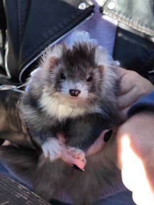 A post by @_poutpout on TikTok caption: Son nouveau harnais tutu, je craque ça lui va trop bien 🥹🫶🏻 #furet #furets #ferret #ferrets #ferretsoftiktok #PetsOfTikTok #petlover #petlovers #animalsoftiktok #loveanimals #cute #cuteanimals #cuteferret #cuteferrets #loveferret #funny #funnyvideos #funnyanimals 