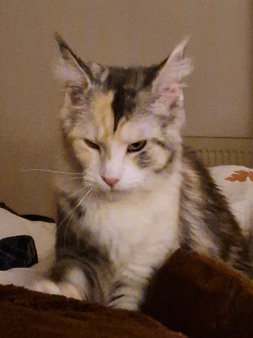 A post by @whataboutandy on TikTok caption: #maincoon #maincoonkittens #kitten #catdad 