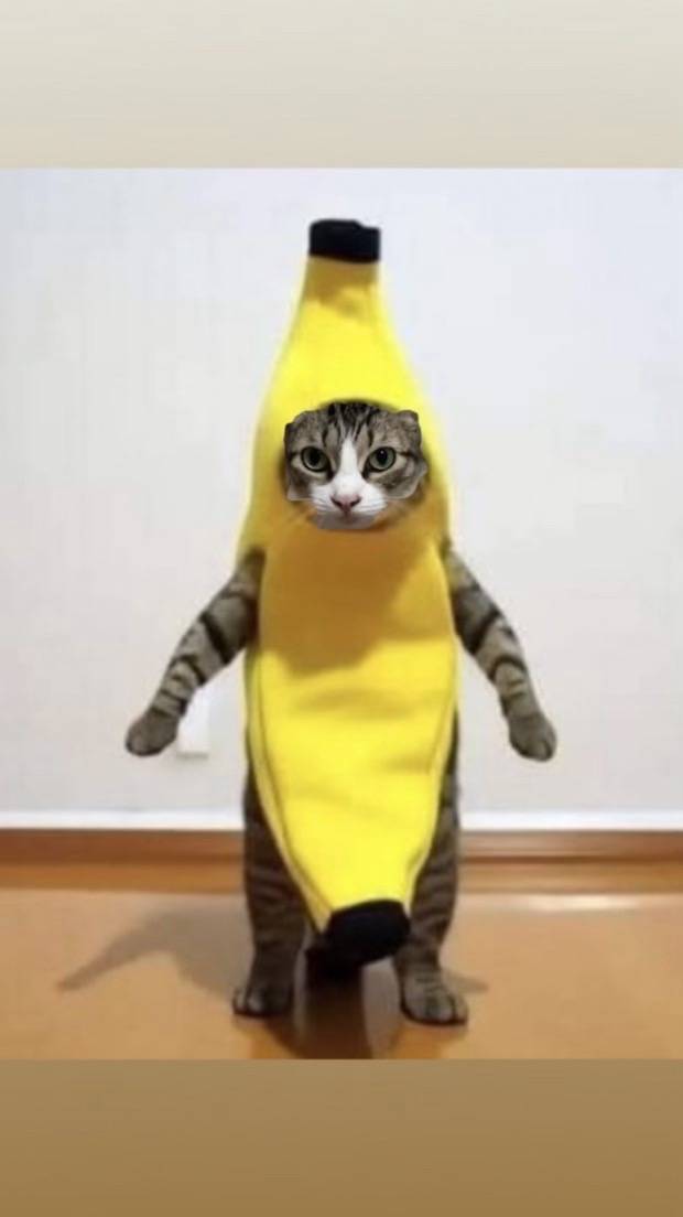 A post by @coocooforcookie on TikTok caption: #banana #cat 