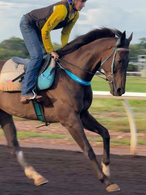 A post by @abbysracing on TikTok caption: video from yesterday morning @T Logan Racing #racehorse #horseracing #thoroughbred #darwinturfclub #racehorseedit #tommyloganracing #horseraceedits #thoroughbredsoftiktok #racehorsesoftiktok #foryou 