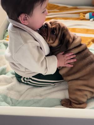 A post by @geb_carla1 on TikTok caption: 🥰 #englishbulldog #Love #fyp #dogsoftiktok #puppy #baby #puppylove 