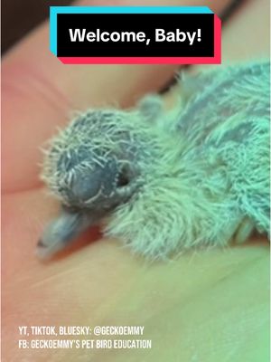 A post by @geckoemmy on TikTok caption: All of their hard work has paid off, and there's a new diamond dove in town! #petbirds #diamonddove #aviarybirds 