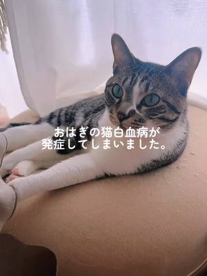 A post by @aohoshi_ on TikTok caption: 保護猫活動をするきっかけにもなった 猫白血病。 初めてお迎えした保護猫兄妹も猫白血病で、やはり癌になり虹の橋を渡っていきました🌈 3歳までの発症率が80%。 おはぎは4歳を超えても元気に過ごしていたから、乗り越えられたらいいなと思っていたんだけど、ついに発症してしました🥲 胸の辺りに２つと腸のあたりにも２つリンパ腫があるそうで、余命１か月持たないかも。といわれました。 抗がん剤治療をしながら まずは少しでも体が楽になるようにしていきます！✨ 本当に落ち込んだし 苦しいし おはぎがいなくなるって思ったら 気が狂いそうだったけど、 今できることを全力でやって とにかくおはぎが幸せに過ごせるように頑張りたいです🤭🌸 おはぎの生きた証だし 誰かの役に立てたらいいなと思って、闘病記録つけていきます🌱 変則になることもあると思うけど、 変わらず配信もがんばります🔥 闘病がんばるおはぎを応援してくれたら嬉しいです🐱✨ #猫白血病 #保護猫 #保護猫のいる暮らし #闘病 #リンパ腫 