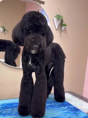 A post by @dogsbylogan on TikTok caption: are you ready for the big one #doggrooming #dogsbylogan #bigdog