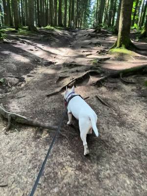 A post by @bullterrier_panda_ on TikTok caption: Panda walks #DogLife 