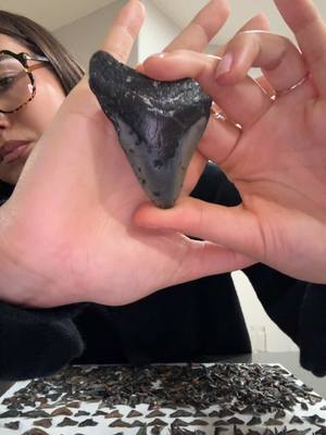 A post by @sjbleau on TikTok caption: I love #sharks and #sharkteeth pls correct me if I'm wrong with any of the species! 