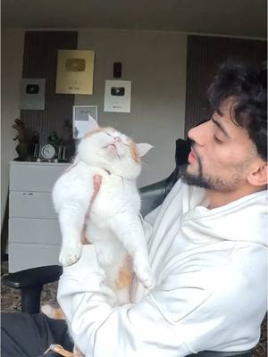 A post by @mosayosf1 on TikTok caption: لقاء سعدوني مسعدن 🐈😂 #العراق #سيددنياصور #قطط 