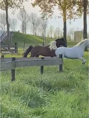 A post by @nino_de_pony on TikTok caption: #nino_de_pony #pony #itsmemrnino #paard @sofie__silver ❤️