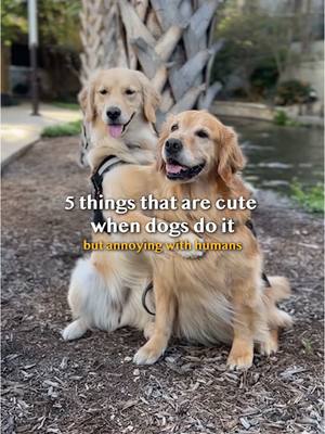 A post by @elliegoldenlife on TikTok caption: Talk about a double standard! #goldenretrieverlife #dog #comedy #smile 