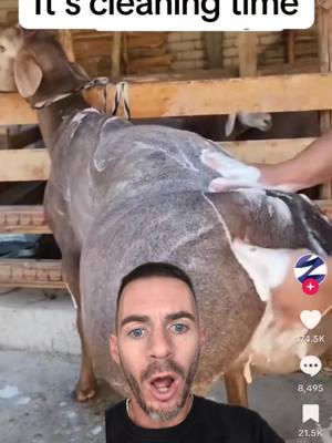 A post by @matt.court on TikTok caption: Donald Trump #mattcourt #fyp #viral 