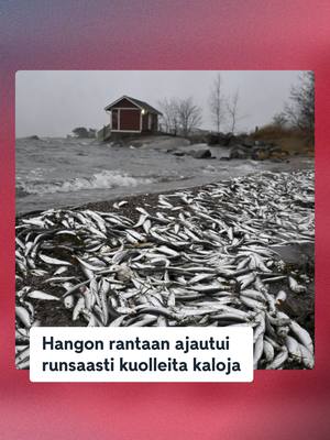 A post by @mtvuutiset on TikTok caption: Hurja näky Hangon rannalla. 😨 Ensin Hangon rannoilta löytyi tuntematonta valkoista ainetta, nyt kuolleita kaloja. Kalojen kuolinsyystä tai ajautumisesta rantaan ei vielä ole tietoa. Päivystävän palomestarin arvion mukaan kyse on "vähintään sadoista kiloista". 👉 Lue lisää osoitteesta mtvuutiset.fi! #mtvuutiset #hanko