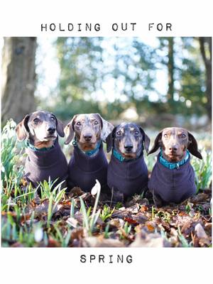 A post by @the_daxie_trouble on TikTok caption: Spring is coming 😌 #snowdrop #dog #dogsoftiktok #dogsvideo #walkies 