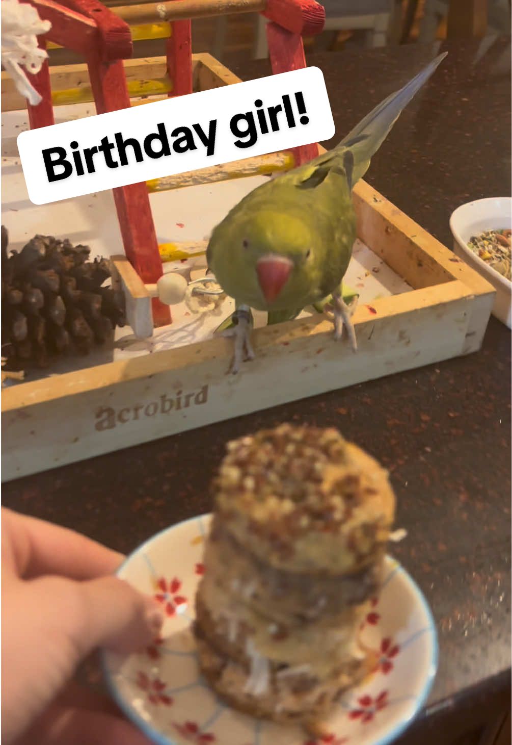 A post by @beakerbeak on TikTok caption: I think they liked the birb-day cake! 🎂 #birthday #happybirthday #talkingbird #talkingparrot #cuteanimals #funnyanimals #parrot #irn #babyanimals #baby #birdsoftiktok #parrotsoftiktok #cake #nontoxic #birthdaygirl 