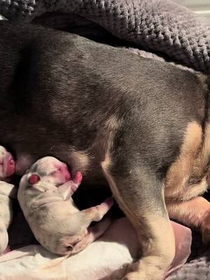 A post by @waitingformatteo on TikTok caption: Los bebés más lindos y la mamá más buena #frenchiesoftiktok #frenchbulldogpuppy 