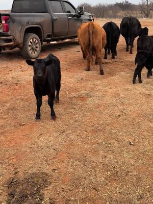 A post by @flyingwranch on TikTok caption: #deepcreek #auctioneer  #strickersells #imfine #saveme #askforhelp #done #bekind #flyingw #ranchlife #dobetter #oklahomacheck #workthatmatters #culturematters #evenoneless 