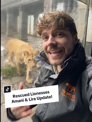 A post by @camwhitnall on TikTok caption: Update on Rescued Lioness Sisters Amani & Lira! 🦁✨ Our rescued lionesses from Ukraine, Amani and Lira, are settling in beautifully at Pairi Daiza in Belgium while we prepare their forever home at The Big Cat Sanctuary. 🙏 #Lions #Rescue #TheBigCatSanctuary #Sanctuary #pairidaiza #tiktokforgood