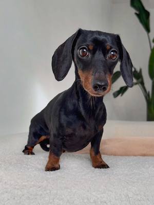 A post by @loulouminidachshund on TikTok caption: The look.