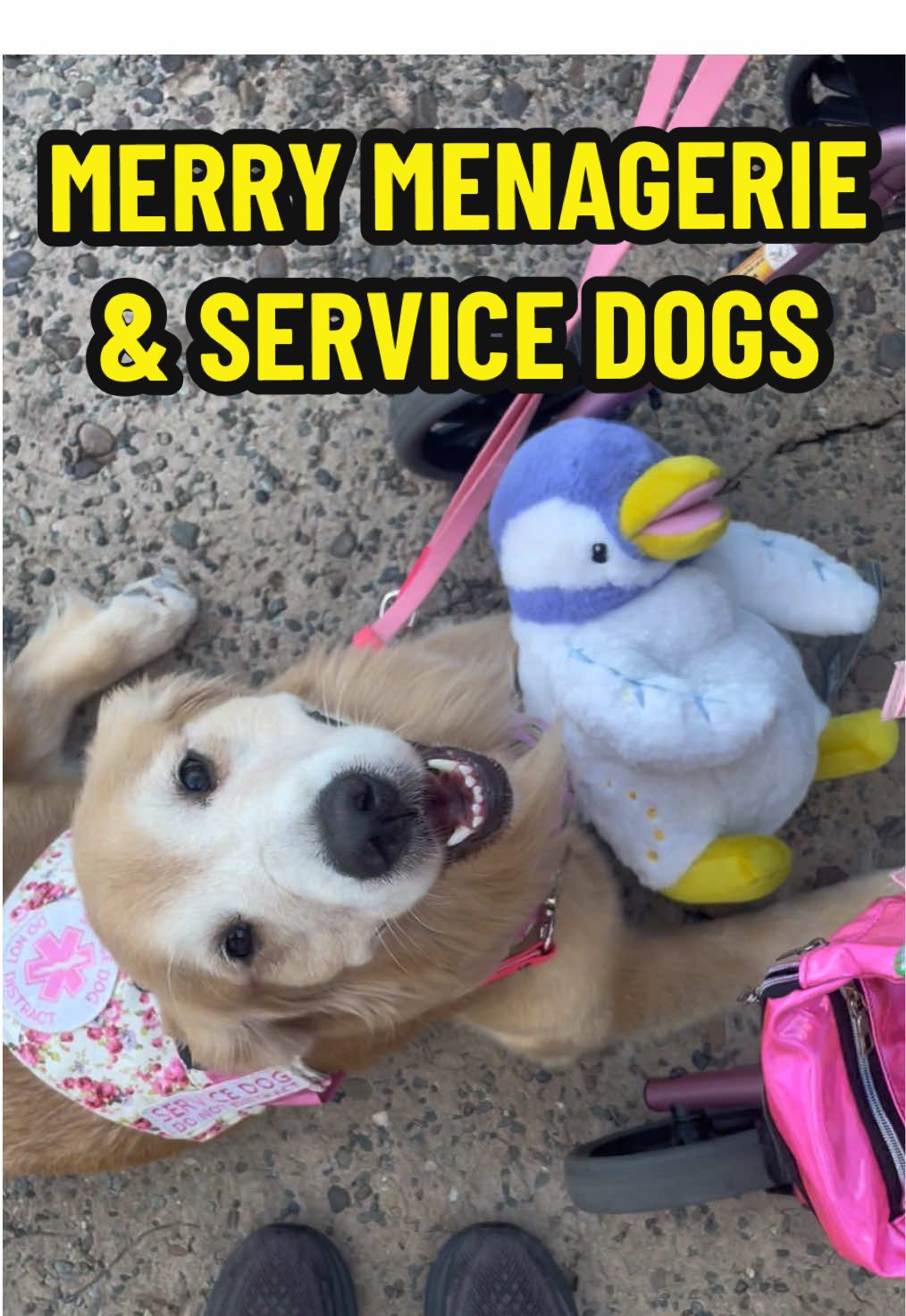 A post by @leviatyourservice on TikTok caption: Missing the Menagerie already🐧❄️🐻‍❄️ #disneysanimalkingdom #animalkingdom #dak #servicedog #goldenretriever #standardpoodle #disneyworld #wdw #merrymenagerie #penguin #polarbear #disneydogs 
