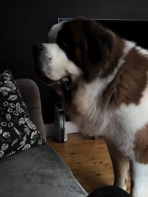 A post by @kingsley_st_bernard on TikTok caption: Pillow heist #kleptomaniac #themuppets #share #saintbernard #famousdogsoftiktok #funnydogs #funny #chase #laughing #fyp #foruoupage #dog #viral #trendingvideo #america #puppylove 