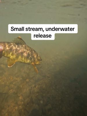 A post by @flyfishdelawhere on TikTok caption: Show me a small stream, and I’ll take that over any other body of water. I find it so fascinating that trout live in such small places. #trout #flyfishing #fishing #flyfishdelawhere 