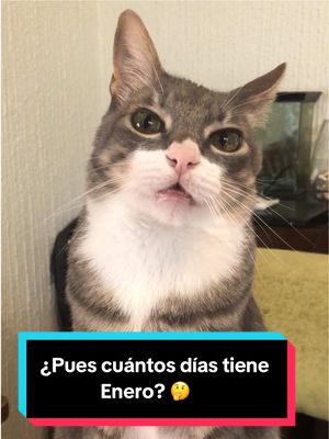 A post by @somosfamiliapeluda on TikTok caption: ¿Pues cuántos días tiene Enero? 🤔                              #gatos #perros #mascotas #comedia #humor #memestiktok 