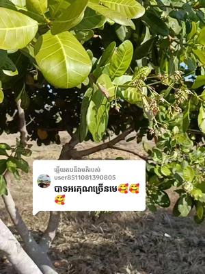 A post by @filmvideocreator on TikTok caption: ការឆ្លើយតប​នឹង @user8511081390805 