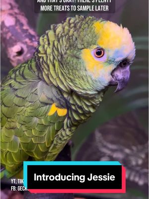 A post by @geckoemmy on TikTok caption: Jessie, the 23 year old blue fronted Amazon parrot, is making her big debut with a fresh bath and a new chapter in life. She was loved and cared for, but her family was no longer able to keep her due to age and failing health. #parrotsoftiktok #rescueparrots #petbirds #amazonparrot 