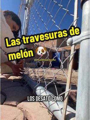 A post by @huellitasdgo.a.c on TikTok caption: Aquí un capítulo mas de nuestros perritos en el albergue, esta vez, les presentamos: las travesuras de melón Jajajjaja 🐾❤️@Celina Isabell 