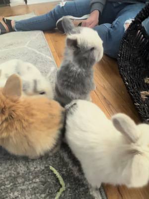 A post by @kaity.belle on TikTok caption: the little floofers 🥹 - - #fyp #bunnies #babyanimals 