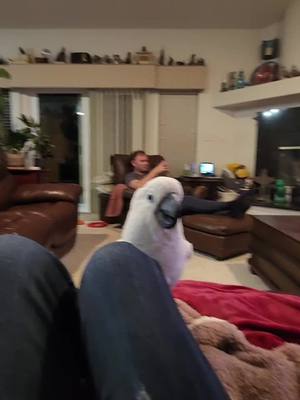 A post by @banditthecockatoo on TikTok caption: Ted Cruizin for a Bruizin #BanditTheCockatoo #parrotsoftiktok #talkingparrot #cockatoo #umbrellacockatoosoftiktok #umbrellacockatoo #talkingbird #parrot #attitude #personality #bird #birb ##birdsoftiktok #birbtiktok #birbturd #birbtok #birdsofinsta #cockatoosofinstagram #parrotsofinstagram #tiktokfamous #daddy #daddyissues #taunting #wokeupandchoseviolence 