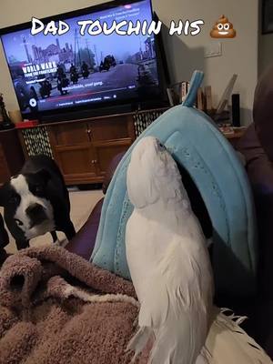 A post by @banditthecockatoo on TikTok caption: the stare down #BanditTheCockatoo #parrotsoftiktok #talkingparrot #cockatoo #umbrellacockatoosoftiktok #umbrellacockatoo #talkingbird #parrot #attitude #personality #bird #birb ##birdsoftiktok #birbtiktok #birbturd #birbtok #birdsofinsta #cockatoosofinstagram #parrotsofinstagram #tiktokfamous #dad #daddy #daddyissues #taunting 