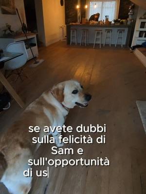 A post by @iamsam.wilson on TikTok caption: Vi piace Sam? Credete che non sia un cane felice? Confrontiamoci! #labrador #dogsound #sam #canecheparla