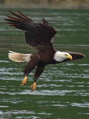 A post by @marksmithphotos on TikTok caption: As the rush of the incoming tide slows to a calm, almost inviting flow, the tension in the air lessens. The soaring eagles slow down and relax as the boat lazily meanders down the current. Having already eaten 4-5 hake fish, this eagle is intent on getting its last meal of the tide cycle, but as you can clearly see, it is calm and almost relaxed as it drops out of the queue and approaches the waterline.  Gotta love those feathered pantaloons blowing in the breeze. #eagles #birdsoftiktok #birdsofprey #fishing #kansascitychiefs 