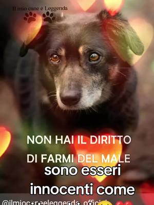 A post by @brigida_e_fiocco on TikTok caption: #amoglianimali❤  #amateglianimali❤ 