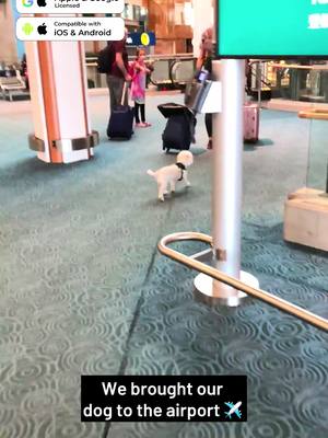 A post by @milisince2003 on TikTok caption: ✈️🐾 Traveling with your furry best friend? We've got you covered! Thanks to the MiTag (the ultimate Bluetooth AirTag for iOS & Android), we tracked our luggage and our pup every step of the way. 🧳🐕 Licensed by Apple & Google, MiTag gave us total peace of mind knowing our pup was safe and sound. Where’s your next adventure with your pet? Share below! 🐾👇 #TravelWithPets #BluetoothTracker #MeeTag #PetSafety #WinterAdventures