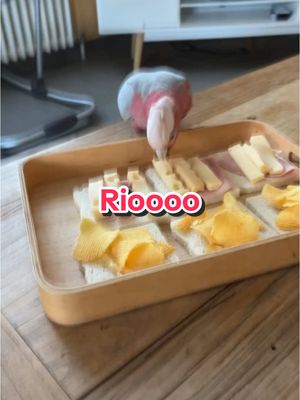 A post by @larche_de_francois on TikTok caption: Riooooo 🤣🦜#perroquet 