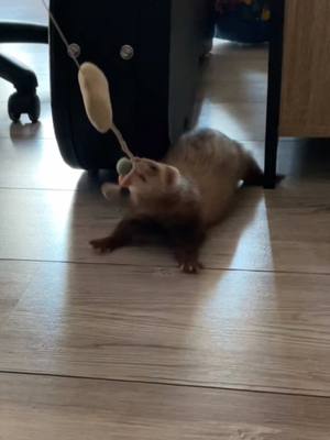 A post by @_poutpout on TikTok caption: J’ai adopté des niffleurs ou des furets sérieux ? 🤣🤣🫶🏻 #furet #furets #ferret #ferrets #ferretsoftiktok #PetsOfTikTok #petlover #petlovers #animalsoftiktok #loveanimals #cute #cuteanimals #cuteferret #cuteferrets #loveferret #funny #funnyvideos #funnyanimals 