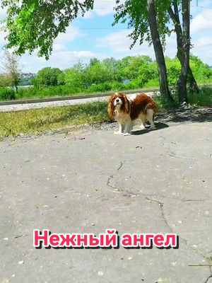 A post by @charlikus on TikTok caption: Нежный ангел😅🤣