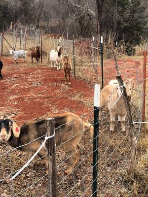 A post by @flyingwranch on TikTok caption: #deepcreek #auctioneer  #strickersells #imfine #saveme #askforhelp #done #bekind #flyingw #ranchlife #dobetter #oklahomacheck #workthatmatters #culturematters #evenoneless 