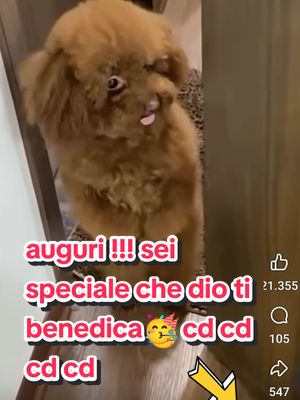 A post by @darienzopasqualesolofra on TikTok caption: #happybirthday #auguri #auguritiktoker #viraltiktokvideo #videos #videoviral #virale #respect #corazon #heart #grazie #gracias #thankyou #thank #puppydog #rescuedog #cutedog #loveyou #ilove #amor #amore #petlover #PetsOfTikTok #pets #perro #perros #perrito #perritos #dog #dogs #doglovers #dogsoftiktok #viraldog #babydog #beautiful #lindo #hermoso #puppies #adotta #adottanoncomprare #adottauncane #adottauncanedalcanile #adottami #puppies #puppiesoftiktok #cane #barboncino #barboncinotoy #barboncinolove #barboncinonano 