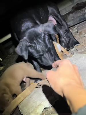 A post by @bigdogranchrescuefl on TikTok caption: A heartwarming rescue story 🤍 It all began with a tip about a dog in distress, unsure if she had puppies. After a quick search, they found her—carefully protecting her little ones in a crawl space under a house. With help from the homeowners, they spent hours getting the 8 puppies to safety, but mom was still hiding deep inside.  The next morning, they returned with food and a puppy gate, and thanks to the sound of her babies crying, mom quickly joined them. Just when they thought the reunion was complete, they got word there was one more puppy left behind. Rushing back, they brought the last little one home and reunited the whole family. Now they’re safe and starting fresh at Big Dog Ranch Rescue. 💙Donate: www.BDRR.org/miracle-fund 🐶Lifesaving Member: www.BDRR.org/lifesaver 🐾 Adopt: www.BDRR.org/adopt  💲Venmo: @bigdogranchrescue 💰CashApp: @bigdogranchrescue 💵Zelle: finance@bdrr.org #bdrr #bigdogranchrescue #dogrescue #rescuedog #AdoptDontShop #adoptadog #foreverhome #MiracleDog #DogRescue #LifeSavingCare #SupportRescue #MiracleFund #DogRecovery #DogsOfInstagram #RescueDogsRock #BddrMiracleFund #HelpDogs #EveryDogDeservesAChance