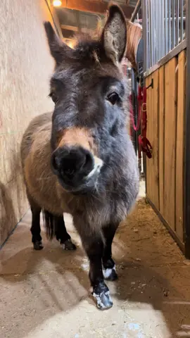 A post by @cowgirl506 on TikTok caption: With the help of her new family, Gabby is slowly making progress with her confidence and trust in me as well as herself! Just look at her all alone in the aisle with me! She still won’t allow me to halter her yet, but has allowed me a few seconds of face pets with and without treats which is HUGE for any animal with past trauma from abuse. Gabby likes her baby steps and that is okay, we love her anyways and are willing to wait as long as it takes to gain this sweet girl’s full trust ❤️ #minimule #rescueanimals #patienceiskey 