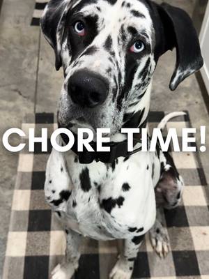 A post by @roccothegreatdane on TikTok caption: #roccothegreatdane #harlequingreatdane #greatdane #dogsoftiktok #dogvlog #cute #adorable #blueeyes #bigdog #dogmom #mamasboy #spoiled #funny #funnydog #doghumor