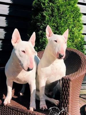 A post by @minibull_nataliia on TikTok caption: #minibull #kennel #bullterrier 